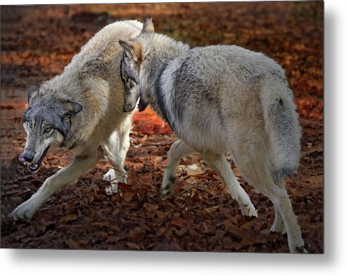 Wolf Metal Print featuring the photograph Joyful Wolves by Jeannee Gannuch