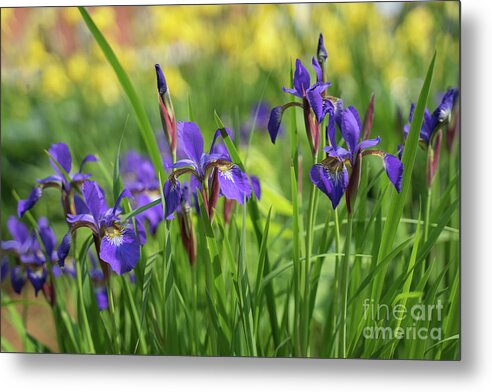 Blue Wild Irises Metal Print featuring the photograph Monet's' Sea Of Love by Mary Lou Chmura