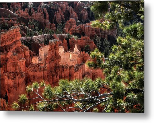 Bryce Canyon Metal Print featuring the photograph Morning Light at Bryce Canyon by Donna Kennedy