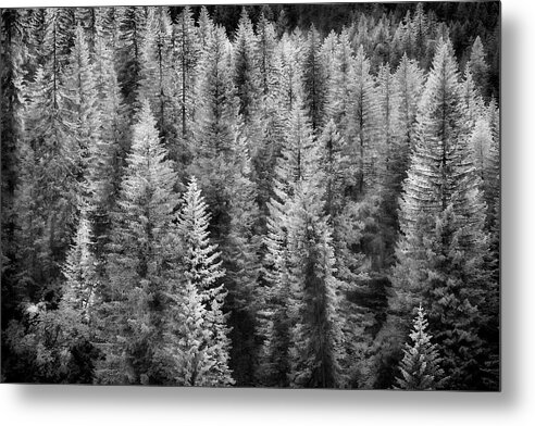 Black And White Metal Print featuring the photograph One Of Many Alp Trees by Jon Glaser