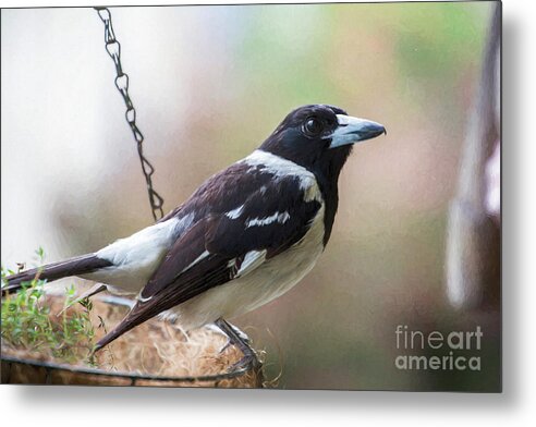 Pied Butcherbird Metal Print featuring the photograph Pied butcherbird by Sheila Smart Fine Art Photography