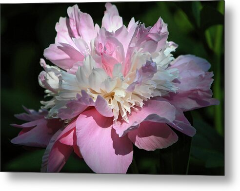 Pink Sorbet Metal Print featuring the photograph Pink Peony by Donna Kennedy
