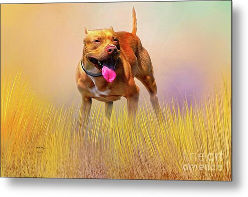 Dogs Metal Print featuring the mixed media Pity - A Pitbull Dog by DB Hayes
