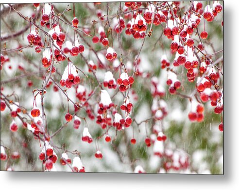Winter Metal Print featuring the photograph Snow Covered Red Berries by Trevor Slauenwhite