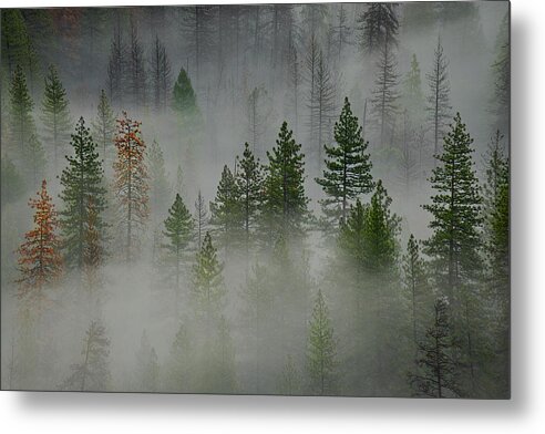 Forest Metal Print featuring the photograph Trees in Yosemite II by Jon Glaser