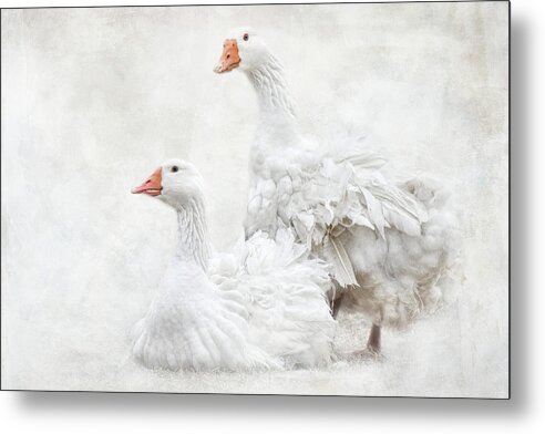 Geese Metal Print featuring the photograph White and Curly by Jai Johnson