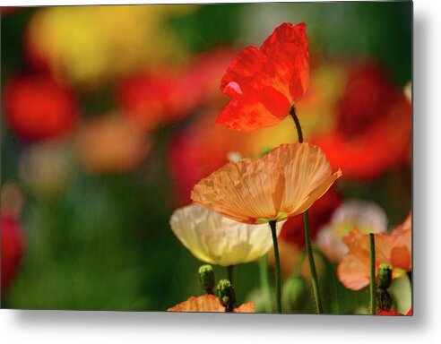 Flowers Metal Print featuring the photograph Iceland Poppies Shades of Lovely by Bonnie Colgan