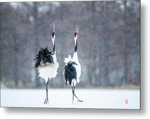 Snow Metal Print featuring the photograph Tancho in snow #2 by Yoshiki Nakamura