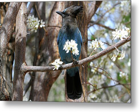 Stellers Jay Metal Print featuring the photograph A Bouquet for You by Donna Kennedy