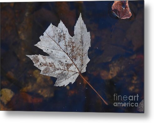 Autumn Metal Print featuring the photograph Floating In The Creek by Fantasy Seasons