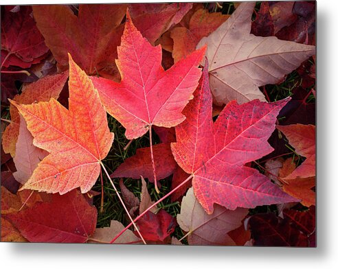 Nature Metal Print featuring the digital art Autumn / Fall leaves Painting by Rick Deacon