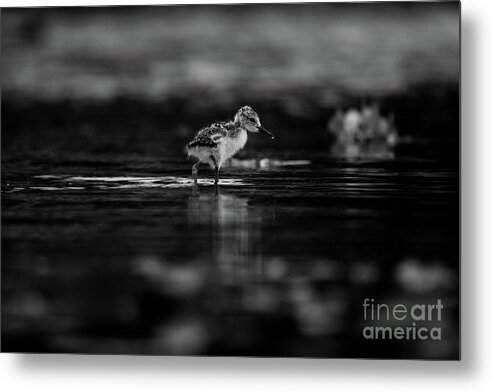 Black-necked Stilt Metal Print featuring the photograph First Steps by John F Tsumas