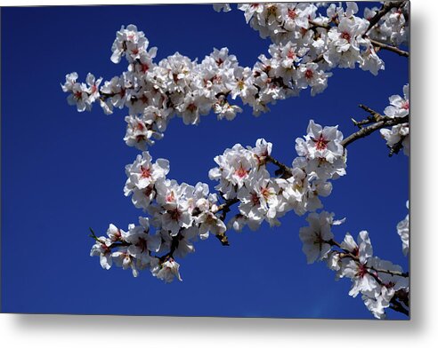 Almond Metal Print featuring the photograph Blossom by Gary Browne