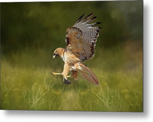 Red Tailed Hawk Metal Print featuring the photograph Brunch by Donna Kennedy
