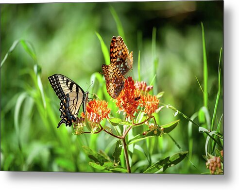 North Carolina Metal Print featuring the photograph Butterfly Harmony by Dan Carmichael