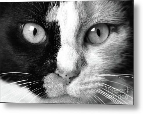 Calico Metal Print featuring the photograph Calico Eyes by John Hartung  ArtThatSmiles com