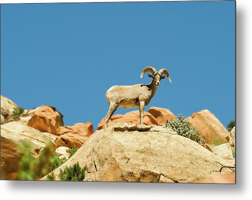 Capitol Reef National Park Metal Print featuring the photograph Capitol Reef Big Horn by Jessica Yurinko