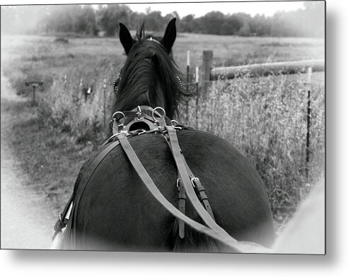 Horse Metal Print featuring the photograph Carraige View Horse by William Havle