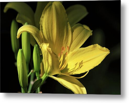 Daylily Metal Print featuring the photograph Daylily with Buds by Donna Kennedy