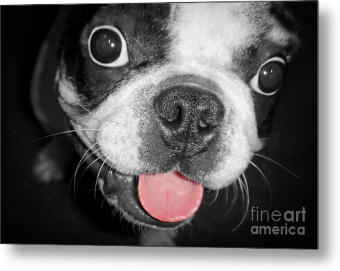 Dog Metal Print featuring the photograph Doggy Breath by John Hartung  ArtThatSmiles com