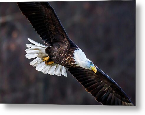 Eagle Metal Print featuring the photograph Eagles Soar by David Wagenblatt