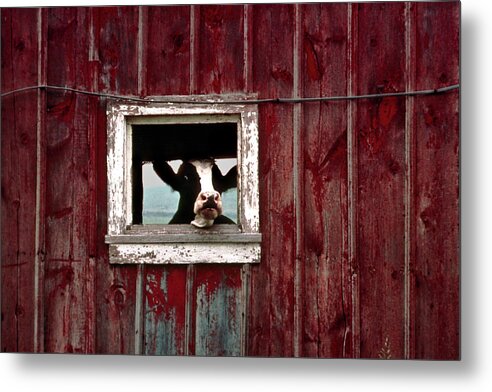 Cow Metal Print featuring the photograph Eat Cheese or Die by R C Fulwiler