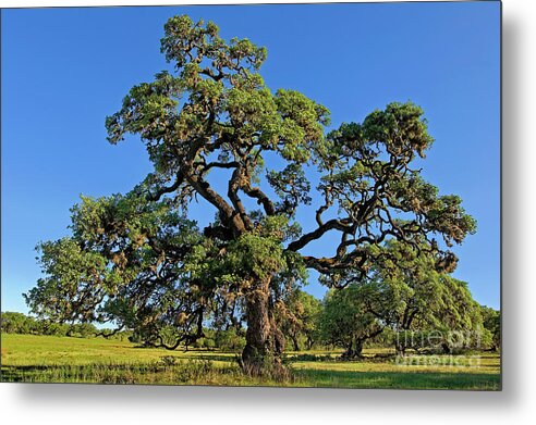 Dave Welling Metal Print featuring the photograph Escarpment Oak Quercus Fusiformis Hill Country Texas by Dave Welling