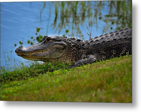 Aligator Metal Print featuring the photograph Florida Gator 3 by Larry Marshall