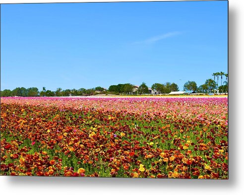 Flower Metal Print featuring the photograph Flower Field VI, Carlsbad,SD by Bnte Creations