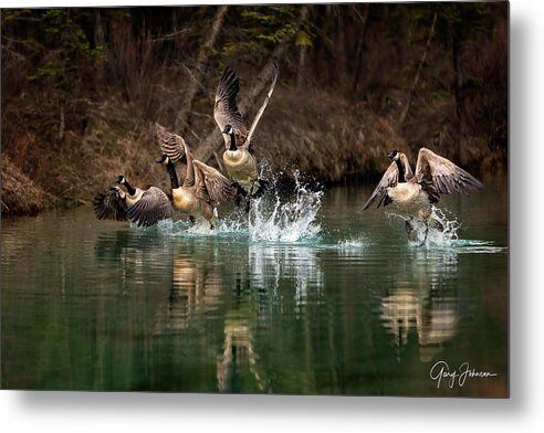 Canada Metal Print featuring the photograph Fly Away Home by Gary Johnson