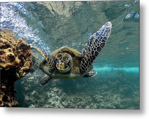 Hawaiian Green Sea Turtle Hawaii Ocean Metal Print featuring the photograph Flying Turtle by Leonardo Dale