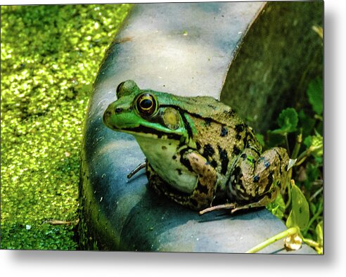 Animals Metal Print featuring the photograph Frog Hollow by Louis Dallara