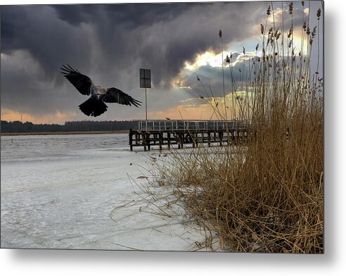 Frozen Photography Metal Print featuring the photograph Frozen River And Flying Crow Jurmala  by Aleksandrs Drozdovs