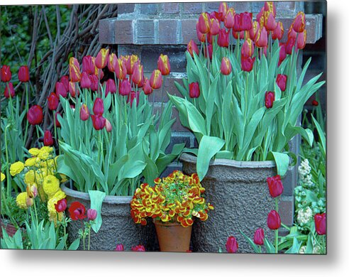 Tulips Metal Print featuring the photograph Garden Tulips in Containers by Bonnie Colgan
