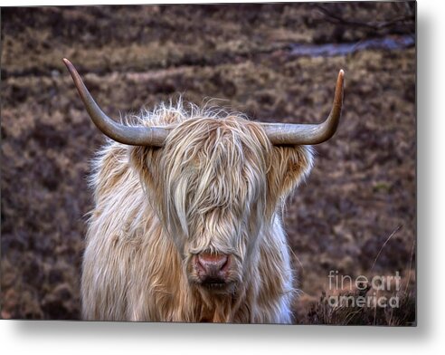 Isle Of Skye Metal Print featuring the photograph Highland Cow by Rebecca Caroline Photography