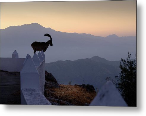 Ibex Metal Print featuring the photograph Ibex at dawn by Gary Browne