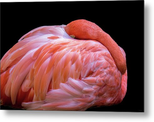 Flamingo Metal Print featuring the digital art Introvert by Nicole Wilde