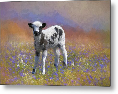 Jacob Sheep Metal Print featuring the photograph Jacob's Lamb by Donna Kennedy