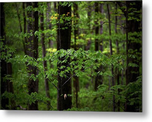 Branches Metal Print featuring the photograph Leafy Bliss by Doug Gibbons