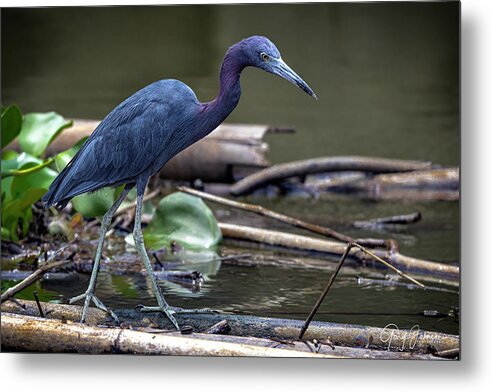 Gary Johnson Metal Print featuring the photograph Little Blue Heron by Gary Johnson