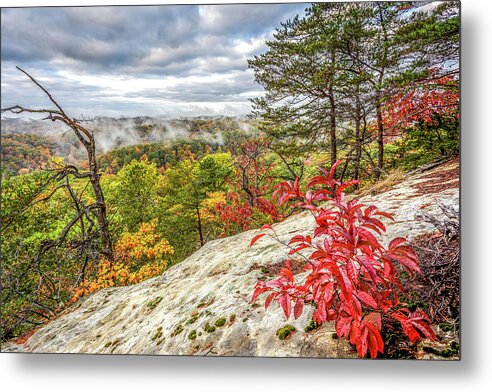 Daniel Boone National Forest Metal Print featuring the photograph Little Red by Ed Newell