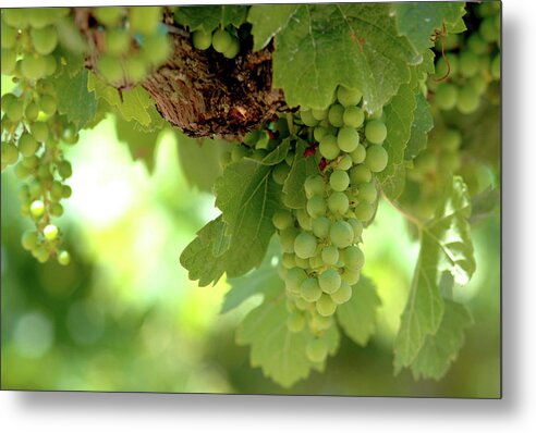 Foods Metal Print featuring the photograph Napa Vine Green Grapes by Bonnie Colgan
