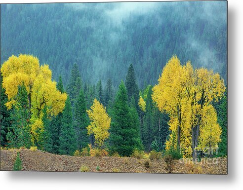 Dave Welling Metal Print featuring the photograph Narrowleaf Cottonwoods And Blur Spruce Trees In Grand Tetons by Dave Welling