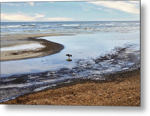Photography #beach Photography #frozen Beach#low Tide #march Weather #one Crow #sea Mirror #beach Lines #clear Morning Light #jurmala Beach Metal Print featuring the photograph Nature Mirror On The Beach Jurmala by Aleksandrs Drozdovs