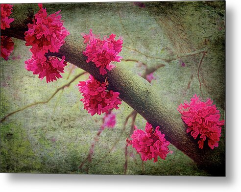 Mountains Metal Print featuring the photograph North Carolina Redbud Tree in Spring fx 322 by Dan Carmichael