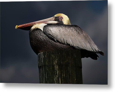 Birds Metal Print featuring the photograph Pelican on a Pole by Larry Marshall