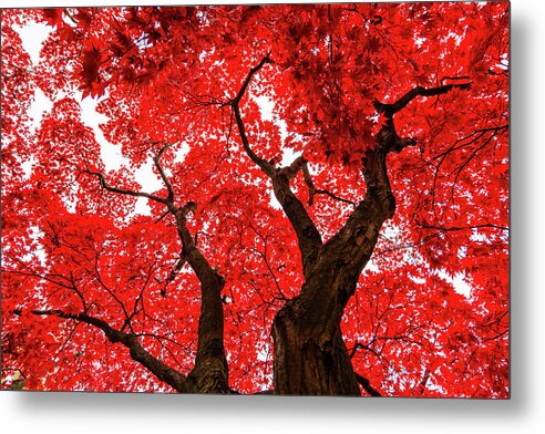 Red Maple Metal Print featuring the photograph Red Maple Leaves in the Fall by HawkEye Media