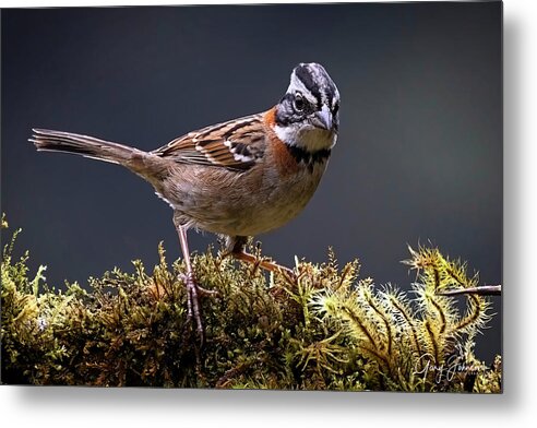 Gary Johnson Metal Print featuring the photograph Rufous-Collared Sparrow by Gary Johnson