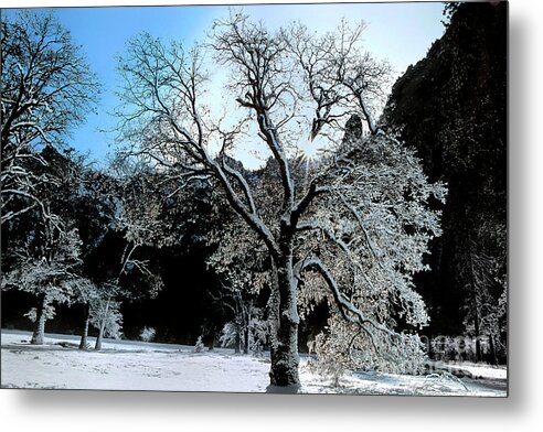 Dave Welling Metal Print featuring the photograph Snow Covered Black Oaks Quercus Kelloggii Yosemite by Dave Welling