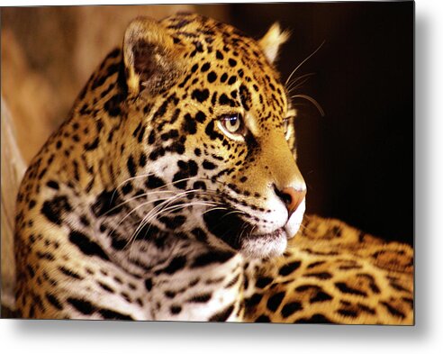 Milwaukee County Zoo Metal Print featuring the photograph Stella, profile by Deb Beausoleil